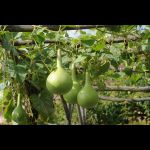 Le Jardin Potager - Arche de la Nature © Ville du Mans Alain Szczuczynski