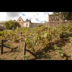 Vignes Cité Plantagenêt © Ville du Mans Gilles Moussé