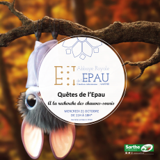 Visuel LES QUÊTES DE L'EPAU : A LA RECHERCHE DES CHAUVES-SOURIS