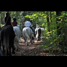 Visuel L’ARCHE DE LA NATURE AUX PAS DES PERCHERONS