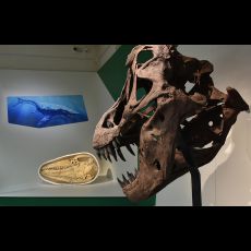 Visuel Visite guidée de l’exposition « Géants, au temps des dinosaures »