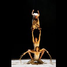 Visuel Faune | Festival Le Mans fait son Cirque