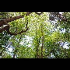 Visuel Découverte du patrimoine historique et naturel : sentier patrimoine