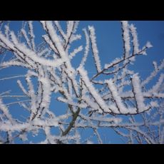 Visuel L'Obole de Caquisse - Installation sonore