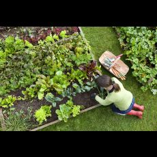 Visuel Jardin Partagé