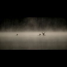 Visuel Le chant des forêts