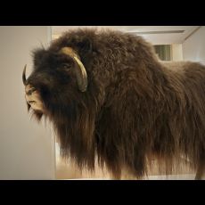 Visuel RDV sciences : humains et animaux face au changement climatique