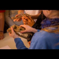 Visuel Atelier en famille : paléontologues du Jurassique