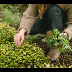Visuel Balade Plantes comestibles