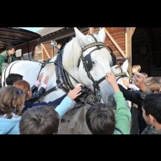 Visuel L'Arche de la Nature au pas des percherons