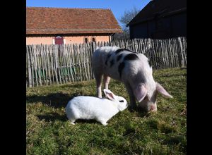 Cochon et compagnie