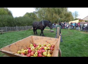 Fête de la pomme et des saveurs d'automne