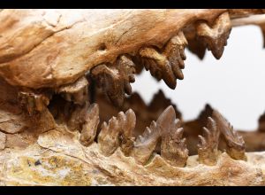 VISITE GUIDÉE DE L’EXPOSITION « GÉANTS, AU TEMPS DES DINOSAURES »