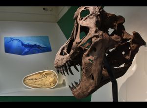Visite guidée de l’exposition « Géants, au temps des dinosaures »