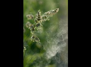 Herboristerie : atelier découverte des plantes médicinales contre les allergies