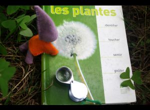 Sortie botanique et sensorielle