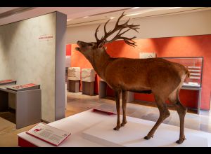 Exposition 
