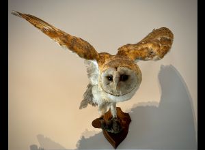 Atelier en famille : animaux à toucher !