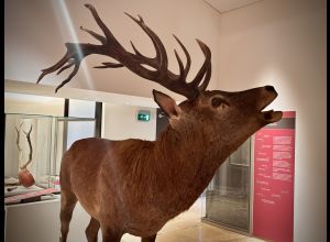 Animations pour les tout-petits : les animaux au musée !