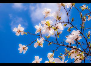 Atelier d'écriture : du printemps vers l'été