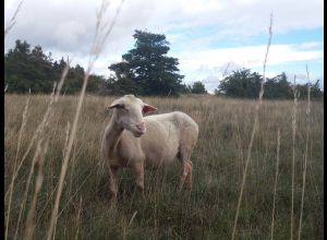 Larzac !