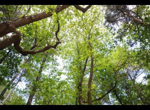 Découverte du patrimoine historique et naturel : sentier patrimoine