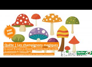Quête jeune public : les champignons magiques