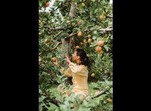 Des arbres et des oiseaux