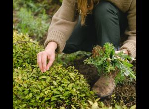 Balade Plantes comestibles