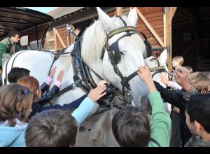 l'arche de la nature au pas des percherons