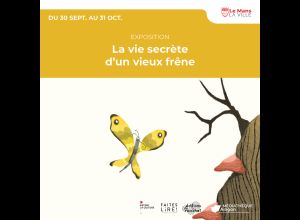 La vie secrète d’un vieux frêne