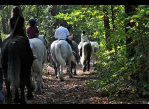 L'Arche de la Nature - Aux Pas des Percherons