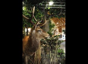 AUTOUR DU BOULEVARD NATURE : L'ARCHE DE LA NATURE, RANDONNÉE POUR TOUS PAR LA MAISON DE LA FORÊT