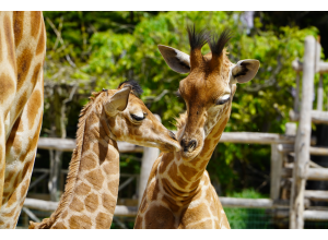 ZOO DE LA FLÈCHE Du 2 janv au 31 déc 2024