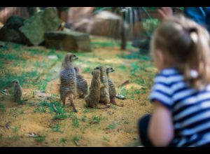 Domaine Zoologique de Pescheray