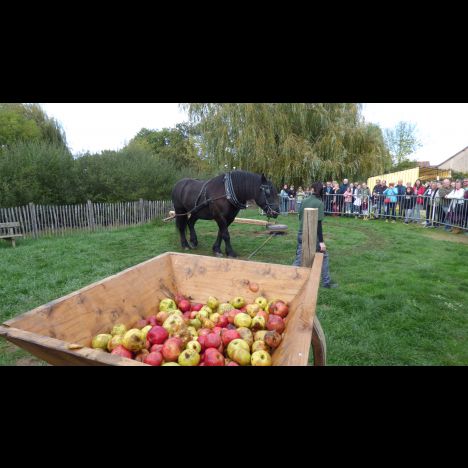 Visuel Fête de la pomme et des saveurs d'automne