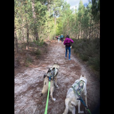 Visuel SORTIES EN CANI-RANDO À L'ARCHE DE LA NATURE