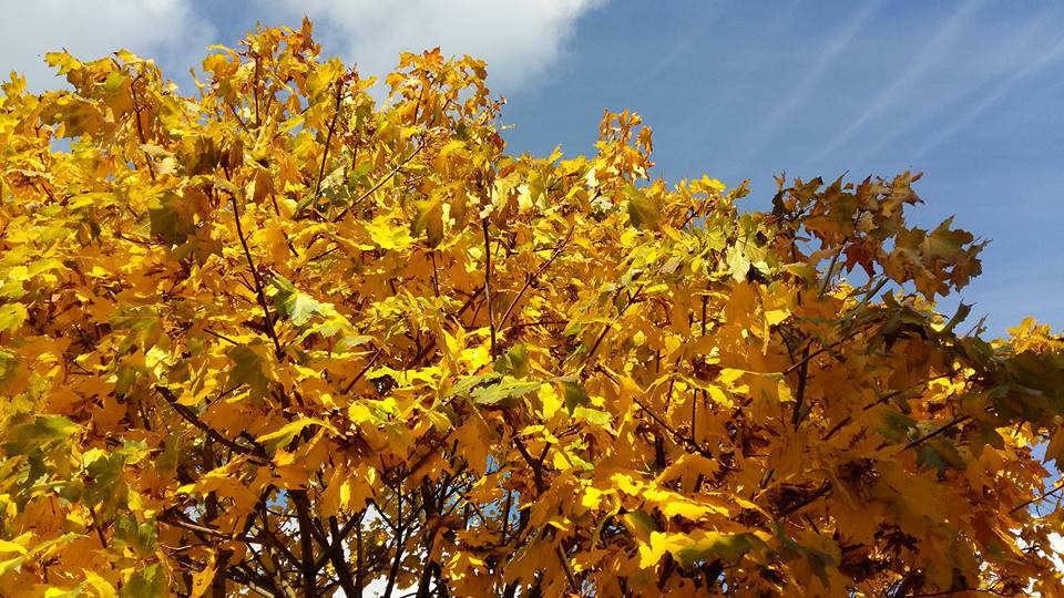 L'automne au Mans