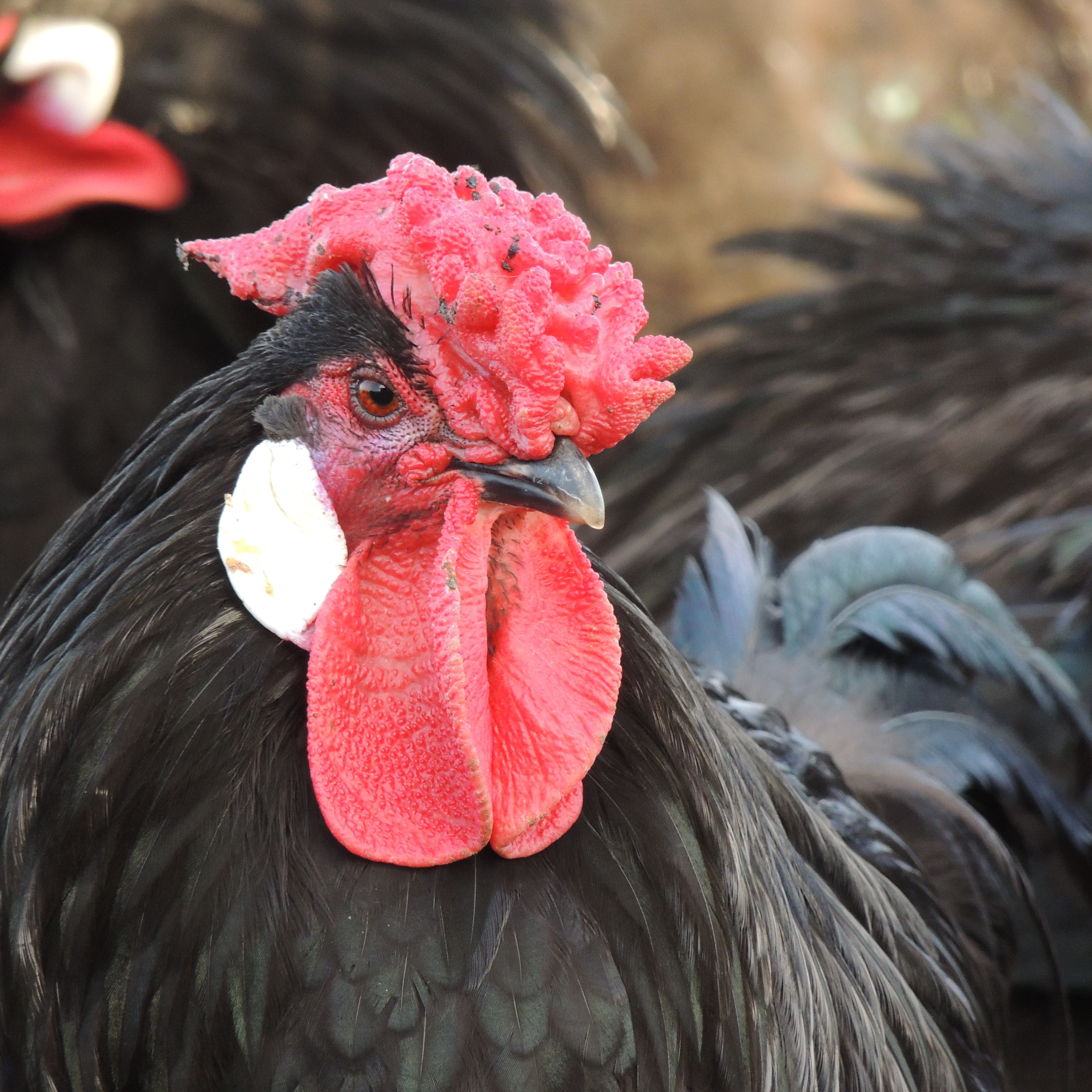 La poule du Mans